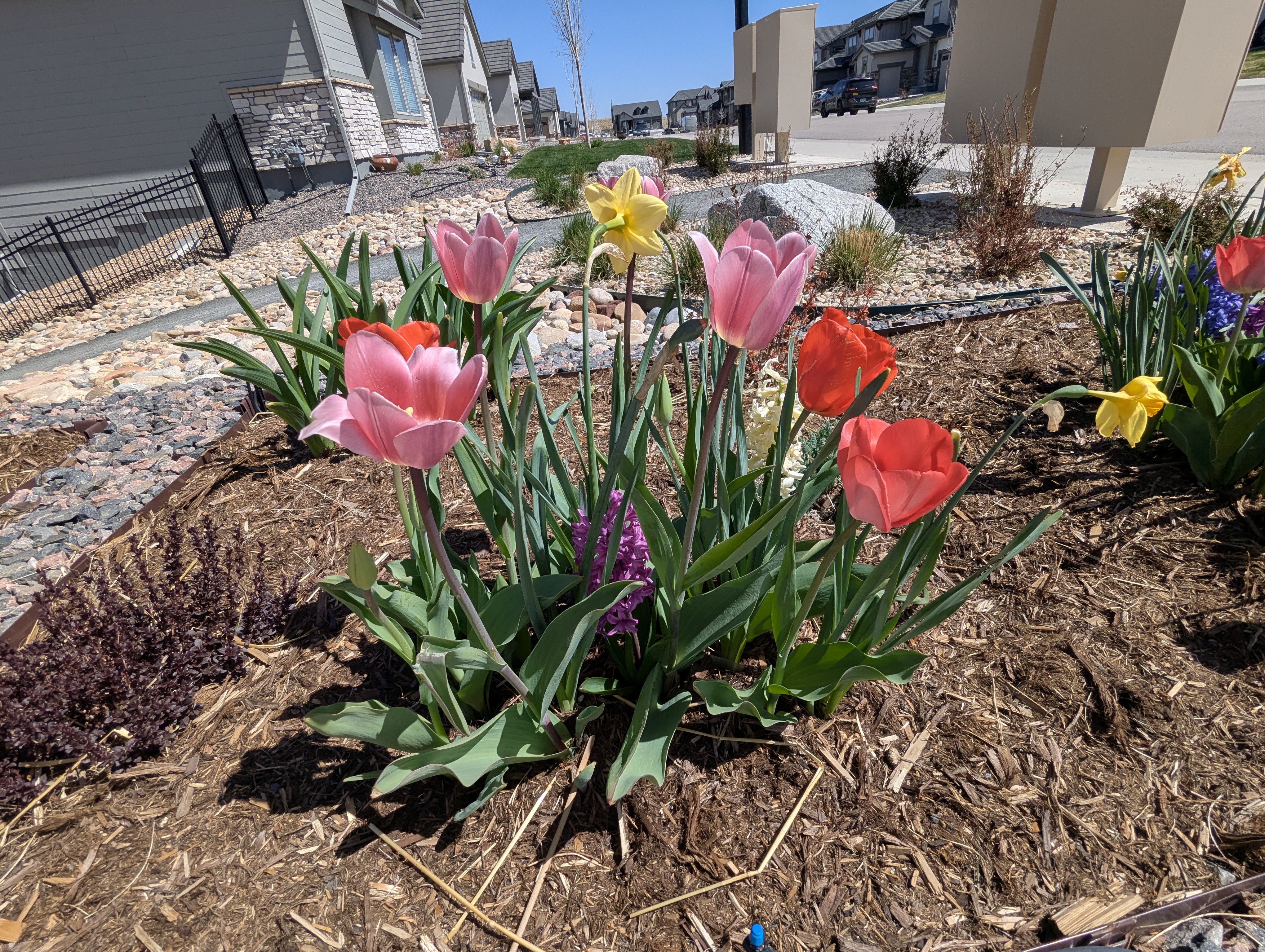 Garden, Flowers, Morrison, Colorado